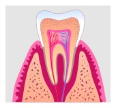 root canal in Frederick